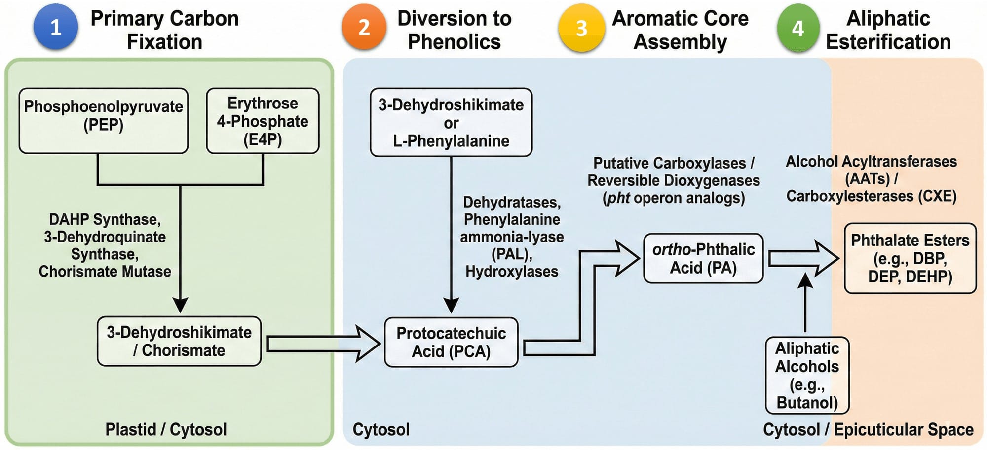 Step-by-step conversion from primary metabolites to phthalate esters in plants