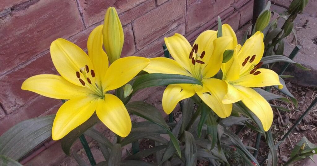 Cell Signalling and Signal Transduction