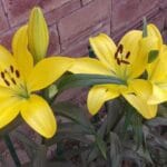 Cell Signalling and Signal Transduction