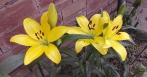 Cell Signalling and Signal Transduction