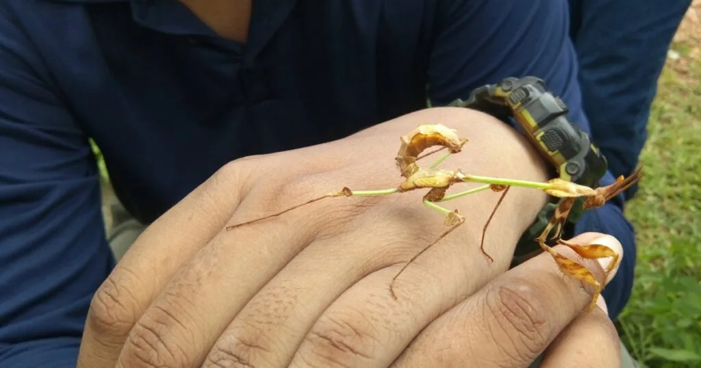 Host-Parasite Interactions and Signalling