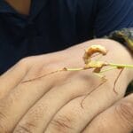 Host-Parasite Interactions and Signalling