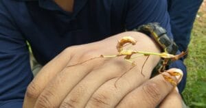 Host-Parasite Interactions and Signalling