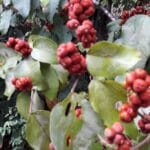 Morphogenesis and Organogenesis in Plants