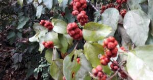 Morphogenesis and Organogenesis in Plants