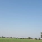 Nitrogen Metabolism in Plants