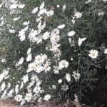 PLANT PHYSIOLOGY - Plant Hormones
