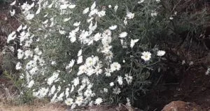 PLANT PHYSIOLOGY - Plant Hormones