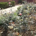 Sensory Photobiology of Plants