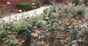 Sensory Photobiology of Plants