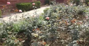 Sensory Photobiology of Plants