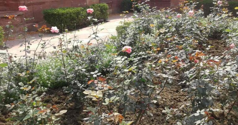 Sensory Photobiology of Plants